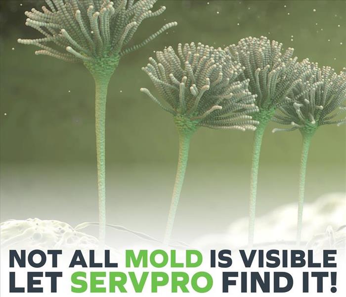 Mold spores 